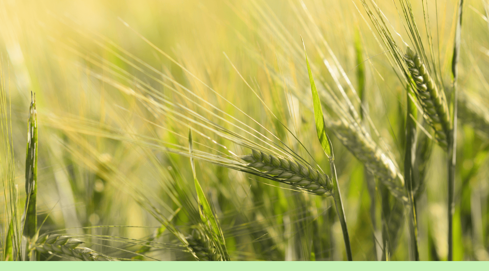 wheat proteins less is more